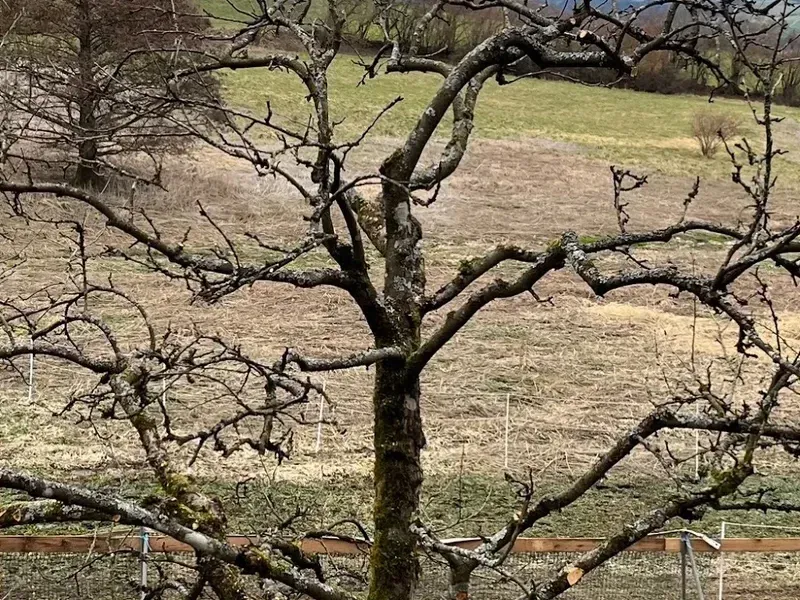 Derselbe Apfelbaum nach dem fachgerechten Verjüngungsschnitt