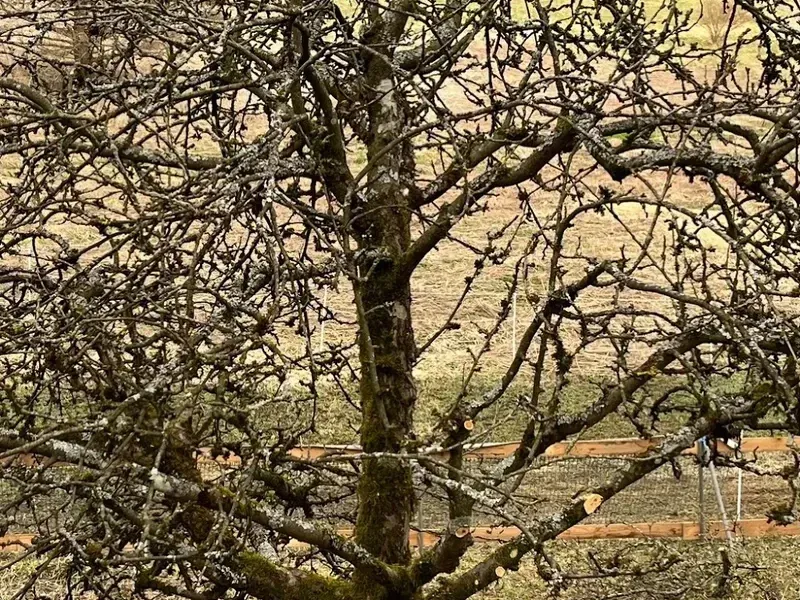 Apfelbaum vor dem Schnitt mit dicht verwachsener Krone