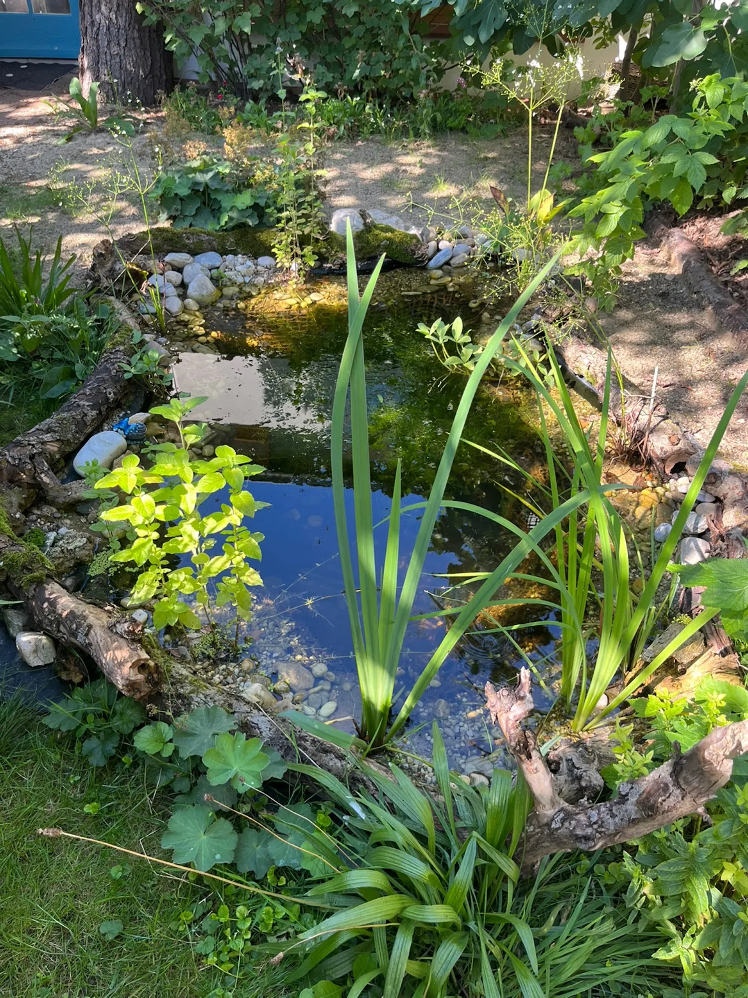 Naturnaher Gartenteich mit Steineinfassung und Wasserpflanzen